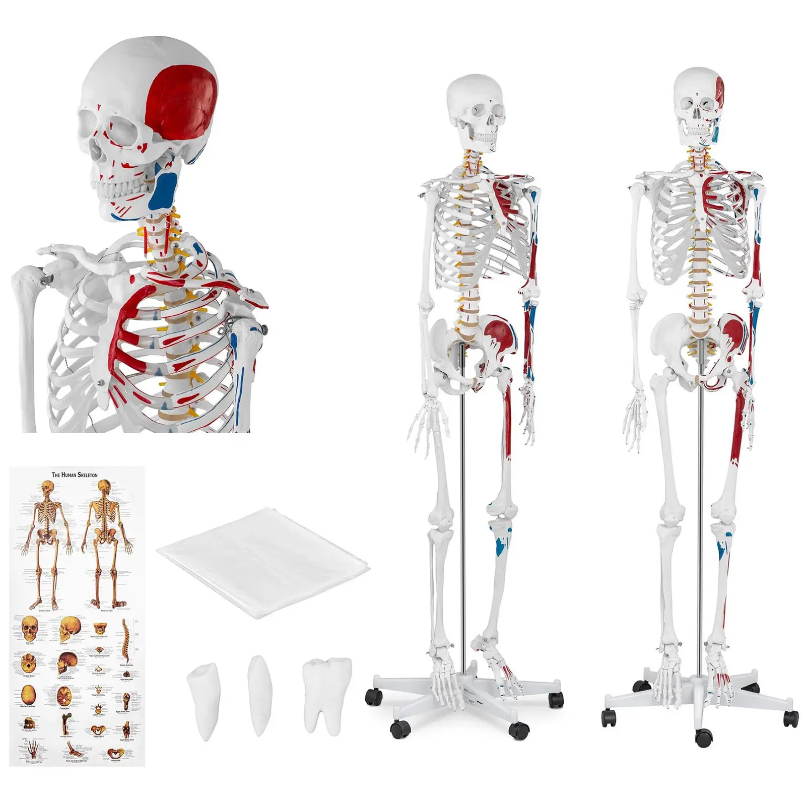 Modello scheletro umano - A grandezza naturale - Colorato