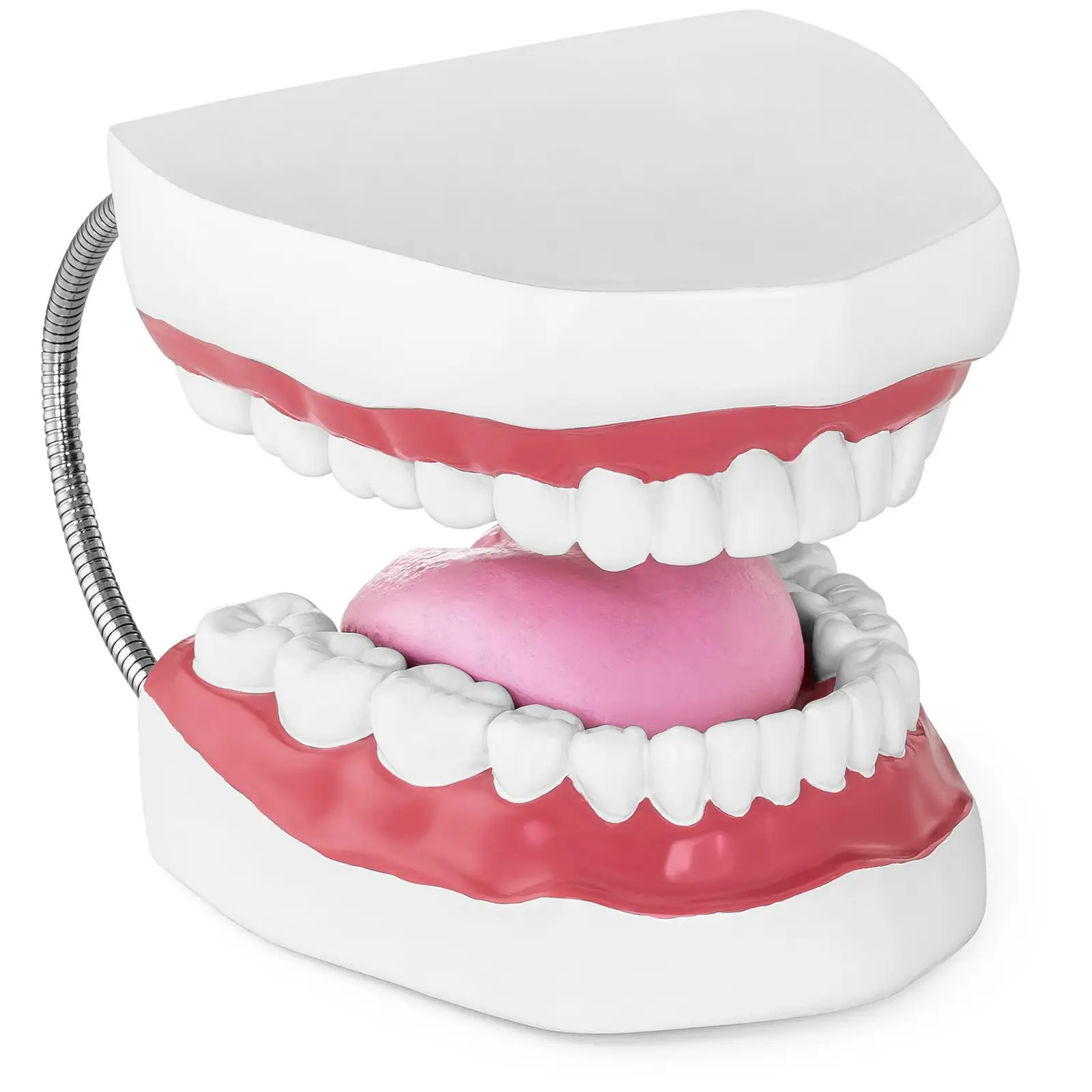 Modello anatomico denti - Dentatura