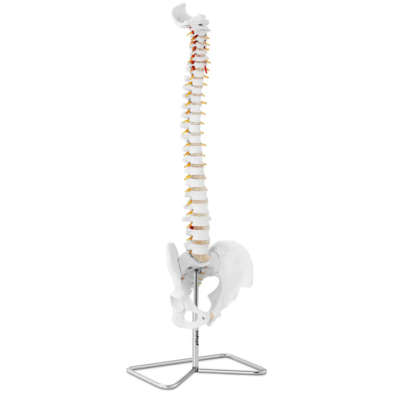 Modello anatomico colonna vertebrale cervicale con bacino - A grandezza naturale