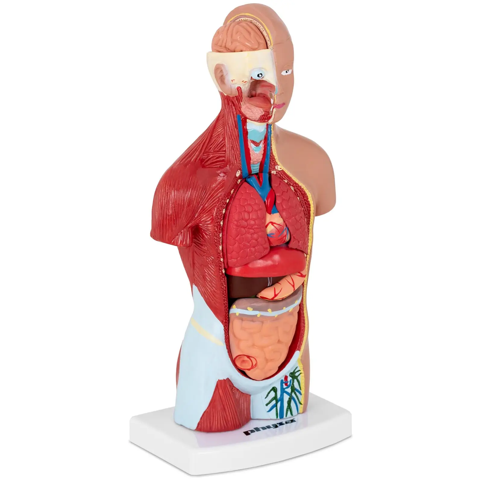 Modello torso umano - Smontabile in 15 pezzi - Altezza: 26 cm